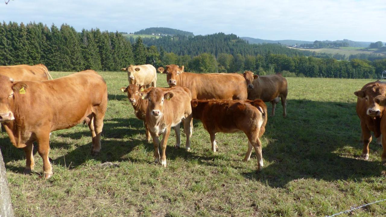Aussichtsbauernhofpension Hof Gretchens Winterberg Exteriör bild